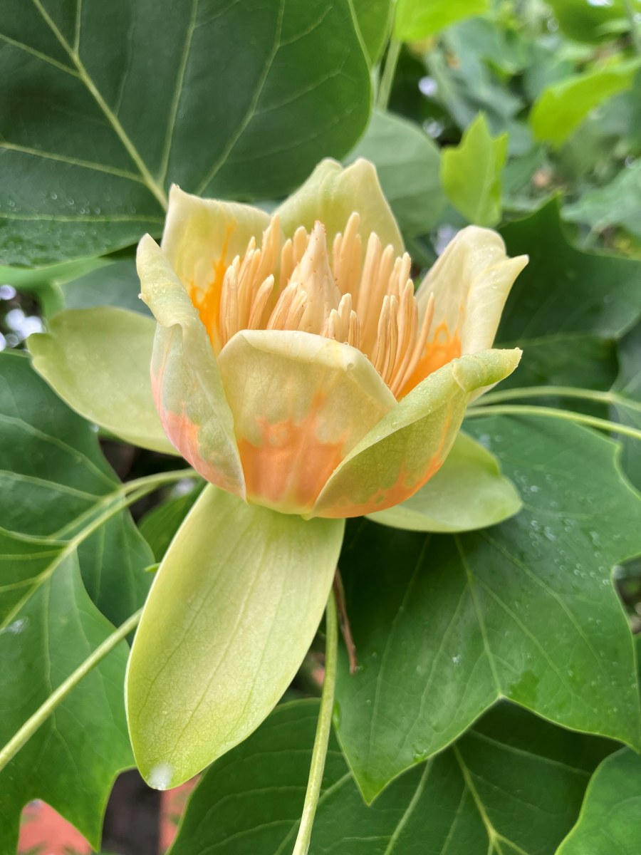 Květ tulipánovníku